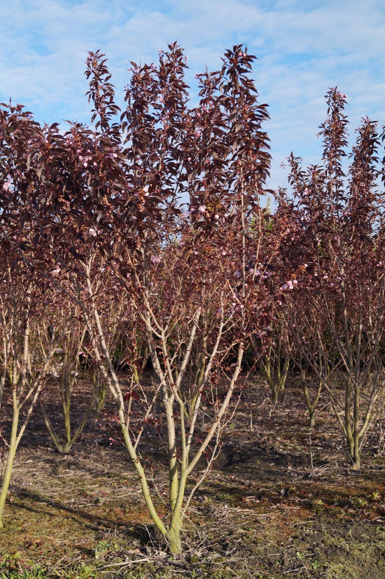 Prunus serrulata Royal Burgundy_05